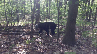 Saturday Night Social: Bear Whose Head Was Stuck in a Cheese Puffs Container For a Month Is Fine Now